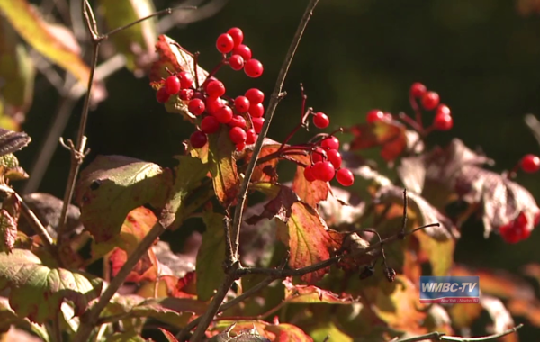 Fall Foliage